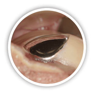 orthopaedic surgeons